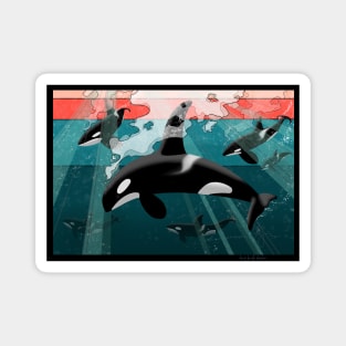 Orca pod Magnet