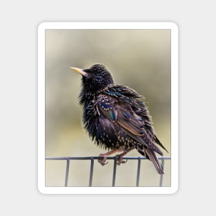 Starling Magnet