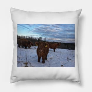 Scottish Highland Cattle Cows and Calves 1608 Pillow