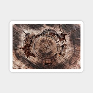 Spiral Inner Tree Rings Eroding Magnet