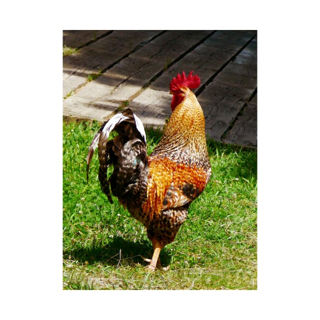 Chickens - Strutting Rooster by SusanSavad