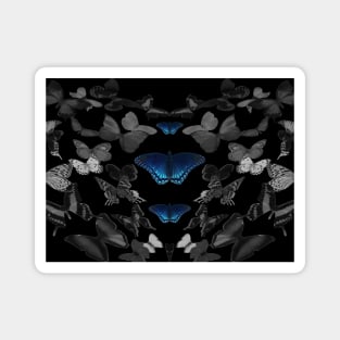 Black and White Flying Butterflies All Around Blue Butterflies Magnet