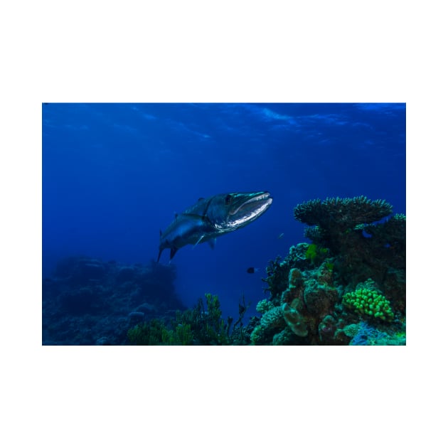 Barracuda on the Great Barrier Reef by seaearthandsky