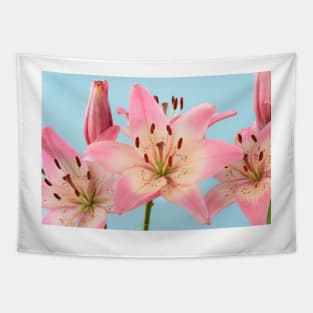 Lilium  &#39;Rosella&#39;s Dream&#39;  Asiatic lily Tapestry