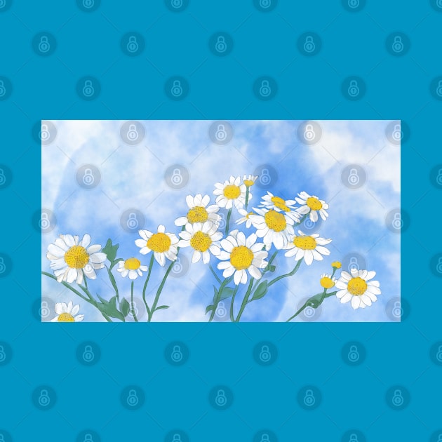 Daisy Flowers by Ammi