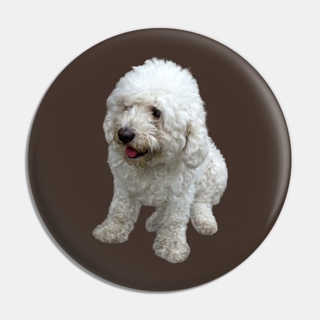 Maltipoo Puppy Pin by SusanSavad