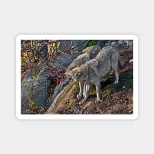 Timber Wolf Magnet