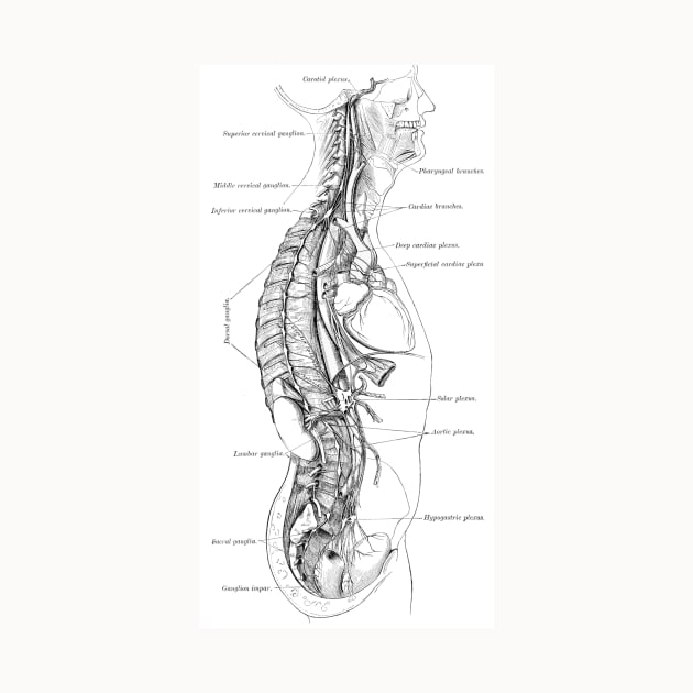 Antique Anatomy Papers Neck Gator Side View Anatomy by DANPUBLIC