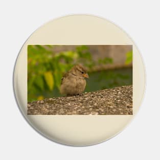 House Sparrow in Ljubljana, Slovenia Pin