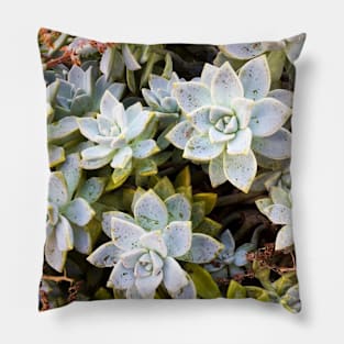 Succulents Pillow