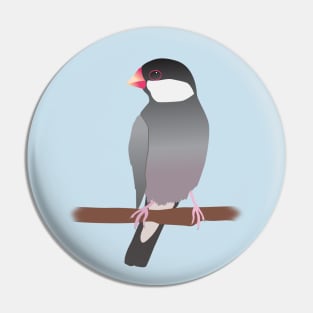 Java sparrow Pin