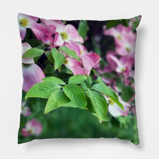 Dogwood Flowers in Spring Pillow