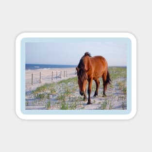 Wild horses, wildlife, Assateague Island, Mystic Beauty Magnet