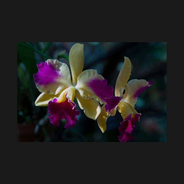 Orchids #2 by johnwebbstock