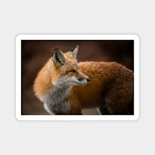 Red Fox Magnet