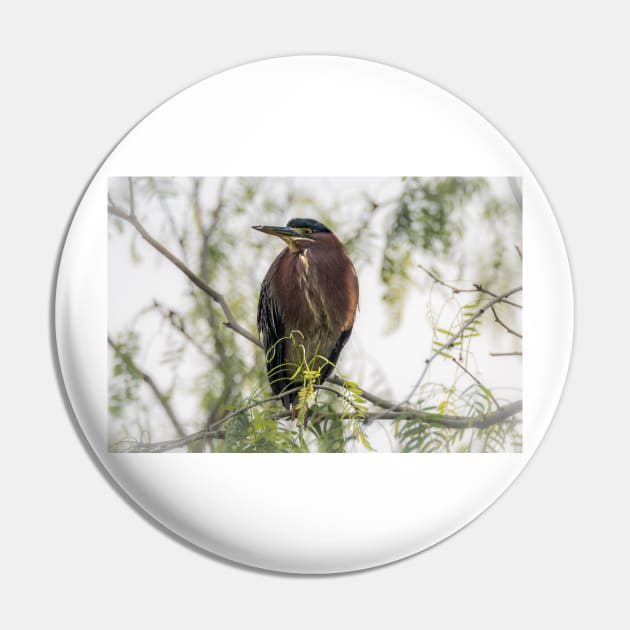 Green Heron Perched Pin by Debra Martz