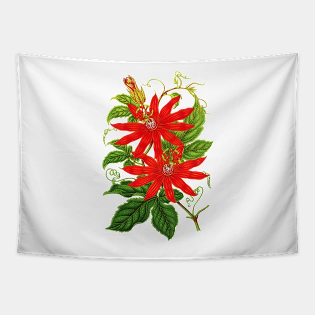 Passiflora vitifolia - Botanical Illustration Tapestry by chimakingthings