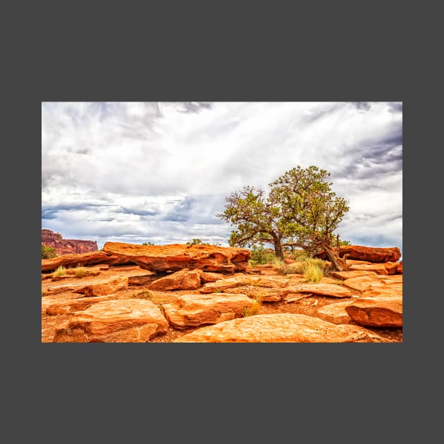 Juniper Tree, Capitol Reef National Park by Gestalt Imagery