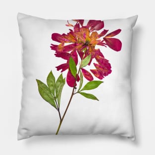 Watercolor botanical vintage Floral minimalist print 1 Pillow