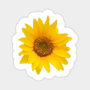 Yellow Sunflower -  Hello Summer Magnet
