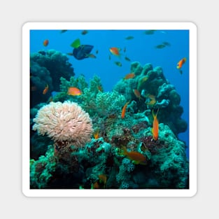 Coral reef Magnet