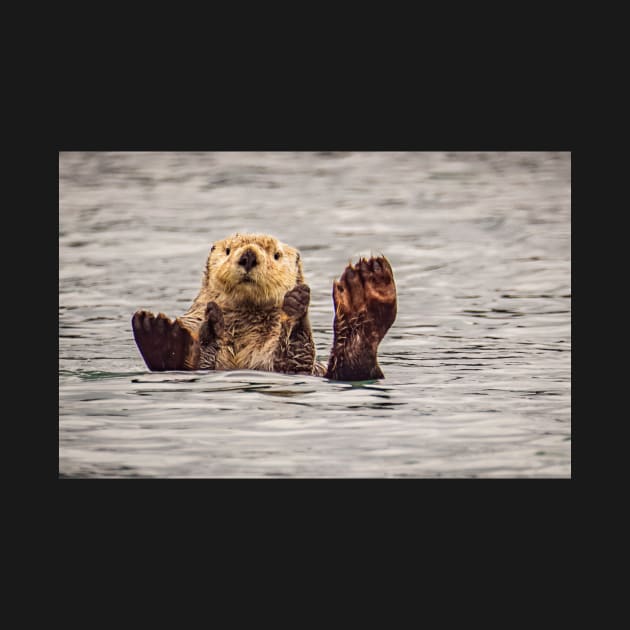 Sea Otter in Alaska by Todd Graven Photography 