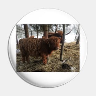 Scottish Highland Cattle Calf 1921 Pin