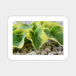 Hosta  &#39;Wide Brim&#39;  Plantain lily Magnet