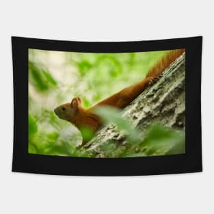 Squirrel in a tree Tapestry