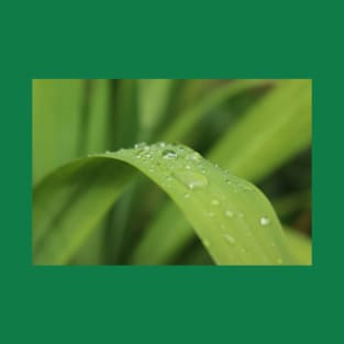 Grass leaf with focus on one rain drop T-Shirt