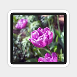 Purple peony flowered tulip Magnet