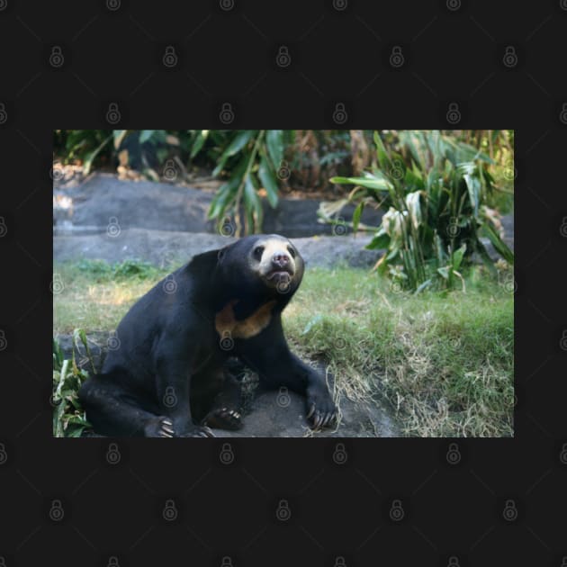 Sun Bear by LeanneAllen