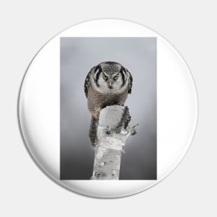 Northern Hawk-Owl Stare Pin