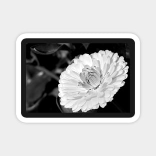 White blossoming chrysanth, black and white flower photography Magnet