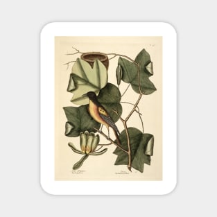 Antique Illustration by Mark Gatesby Magnet