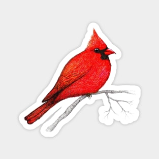 Northern cardinal pen drawing Magnet