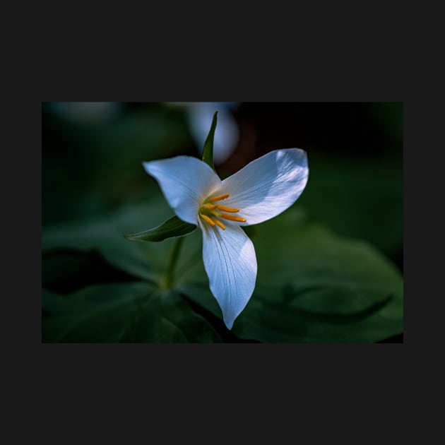 Trillium flower in a dark forest by blossomcophoto