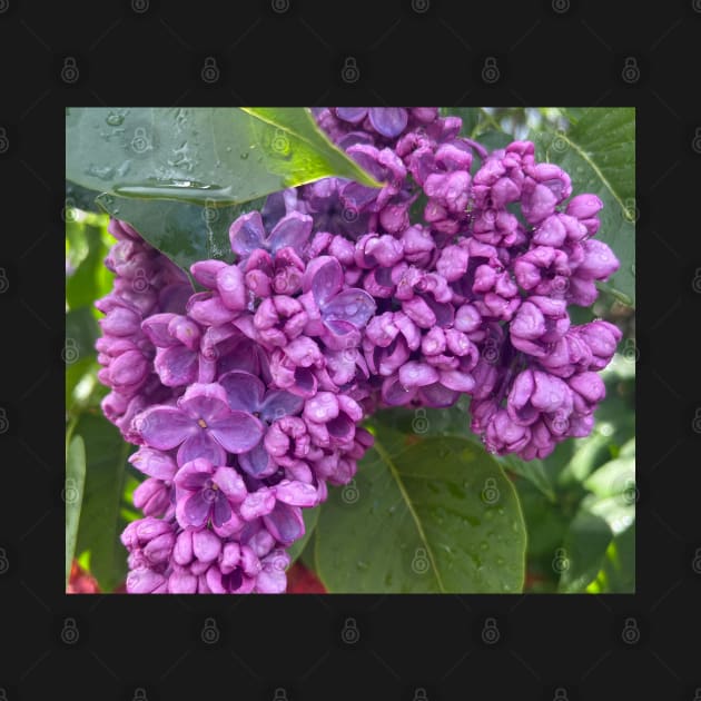 The Magic Scent of the Lilac Flower by Photomersion