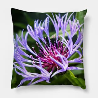 Cornflower Pillow