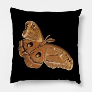 Night Moth, Hyalophora cecropia, Illustration Pillow