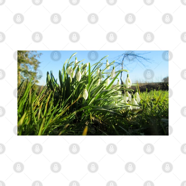 Sun Shines on Fully Bloomed Snowdrops by Natural Distractions