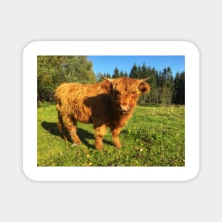 Scottish Highland Cattle Calf 2117 Magnet