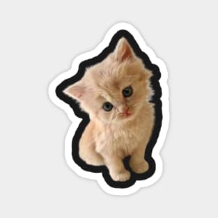 Cute kitten leaning for a kiss Magnet