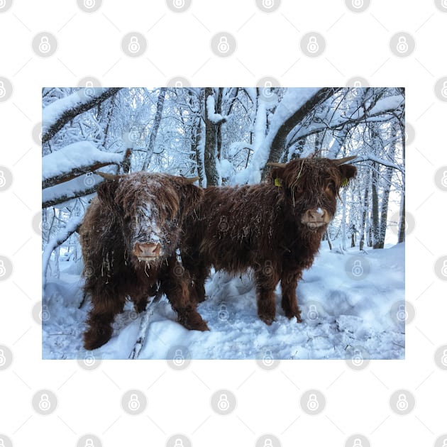 Scottish Highland Cattle Calves 1893 by SaarelaHighland