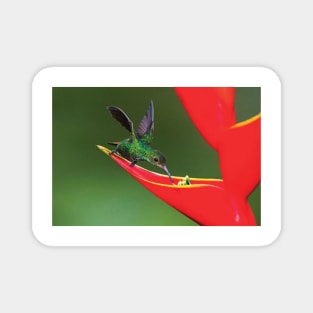 Fiery Throated Hummingbird  Feeding On Red Wildflower Magnet