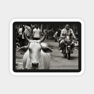 Cows Black white retro Street Photography Magnet