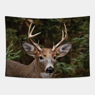 White-tailed deer Tapestry