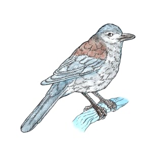 Grey Shrike Thrush T-Shirt