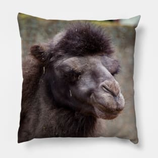 Close up of a camel's head Pillow