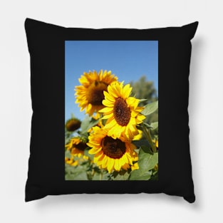 Sunflower, sunflower, (Helianthus annuus) Pillow